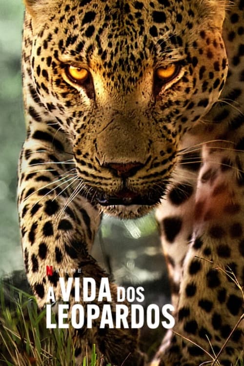 A Vida dos Leopardos Torrent (2024) WEB-DL 720p | 1080p Dual Áudio e Legendado